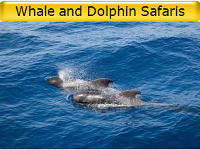 Whale and Dolphin watching in Tenerife